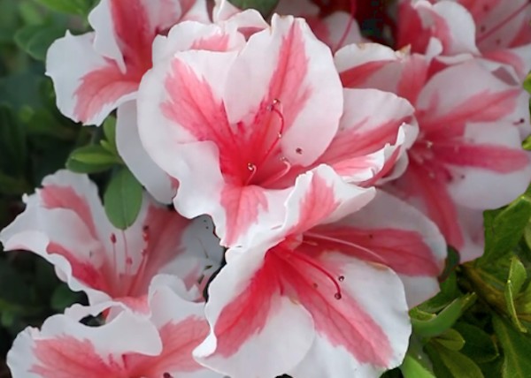 Azalea Ercore starbust vaso 20