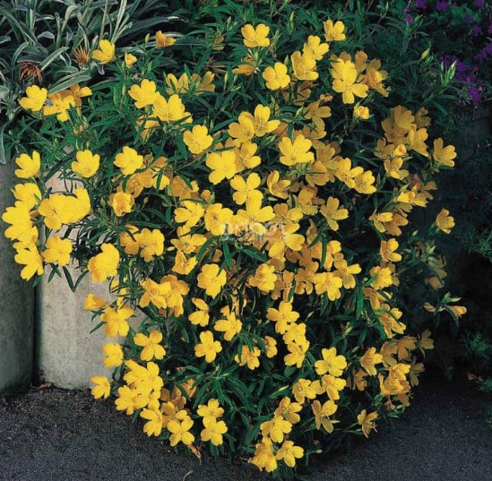 Oenothera African sun vaso 9
