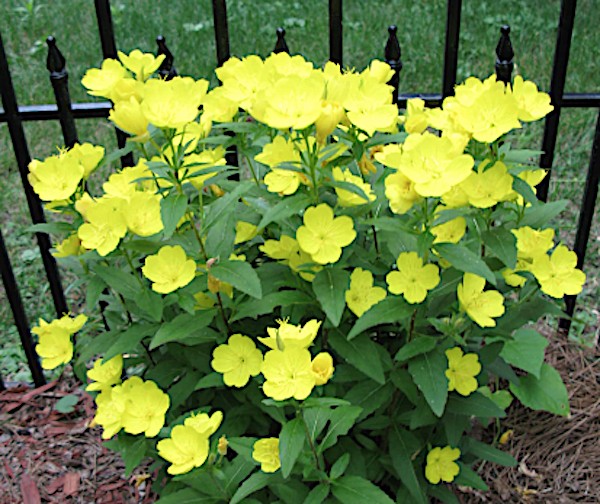 Oenothera Missouriensis vaso 9