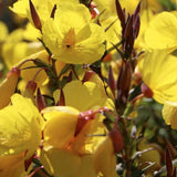 Oenothera tetragona 'Sonnenwende' v.9 vaso 9