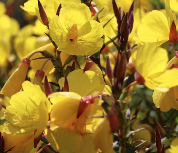 Oenothera tetragona 'Sonnenwende' v.9 vaso 9