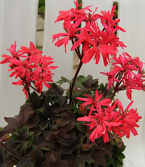 Pelargonium Asarnas Oden v.10