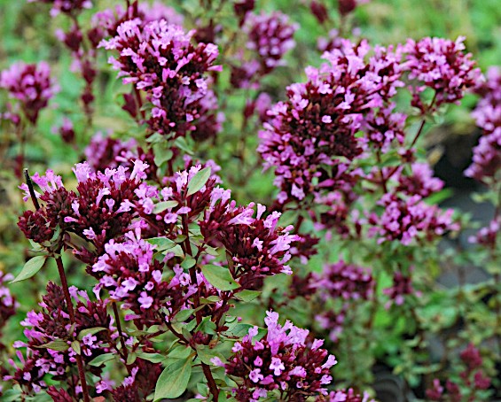 Origanum laevigatum 'Herrenhausen' v.9