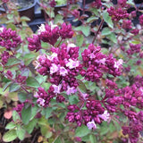 Origanum laevigatum 'rosenkuppel v.9