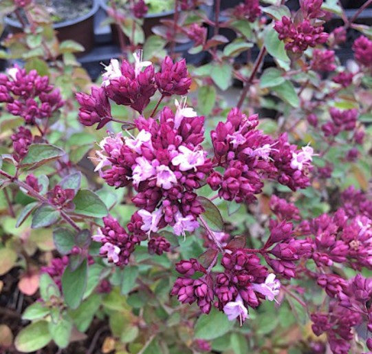 Origanum laevigatum 'rosenkuppel v.9