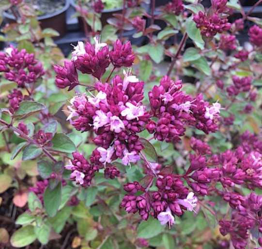 Origanum laevigatum 'rosenkuppel v.9