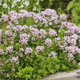 Origanum Vulgaris compactum v.9