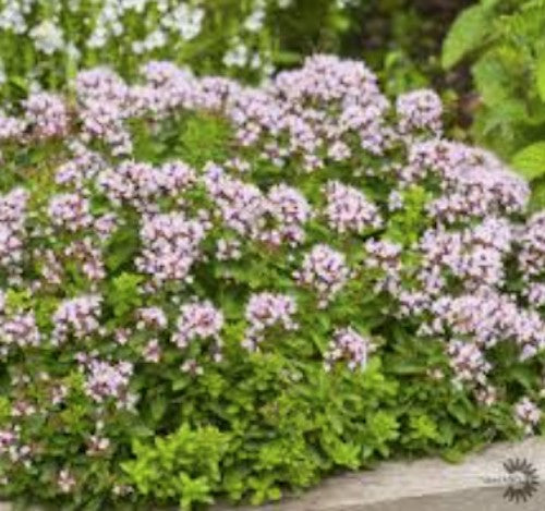 Origanum Vulgaris compactum v.9