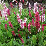 PERSICARIA affine 'Superbum' v.9