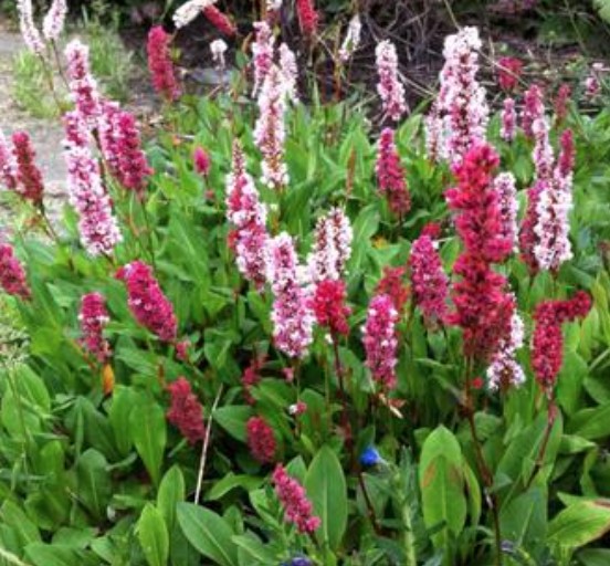 PERSICARIA affine 'Superbum' v.9
