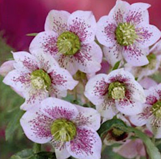 Helleborus or. ' Ellen  Spotted' v. 9 ®