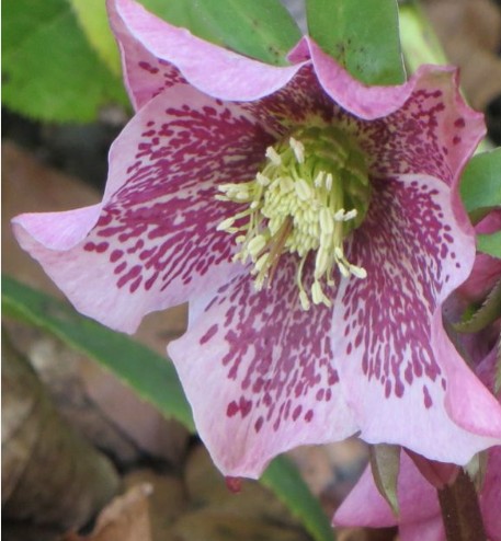 Helleborus or. ' Ellen  Spotted' v. 9 ®