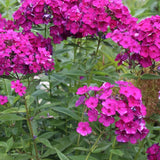 Phlox paniculata Dusterlohe vaso 9