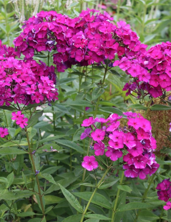 Phlox paniculata Dusterlohe vaso 9