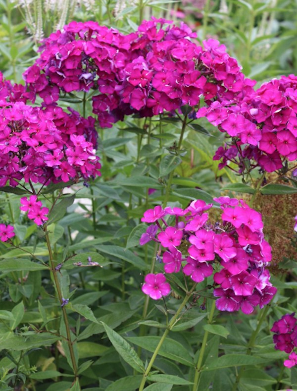 Phlox paniculata Dusterlohe vaso 9