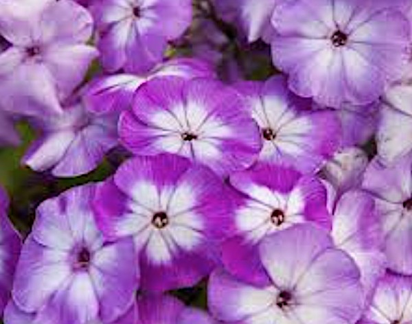 Phlox paniculata Laura vaso 9