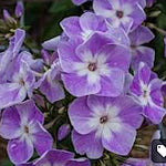 Phlox paniculata Laura vaso 9