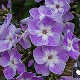 Phlox paniculata Laura vaso 9