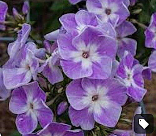 Phlox paniculata Laura vaso 9