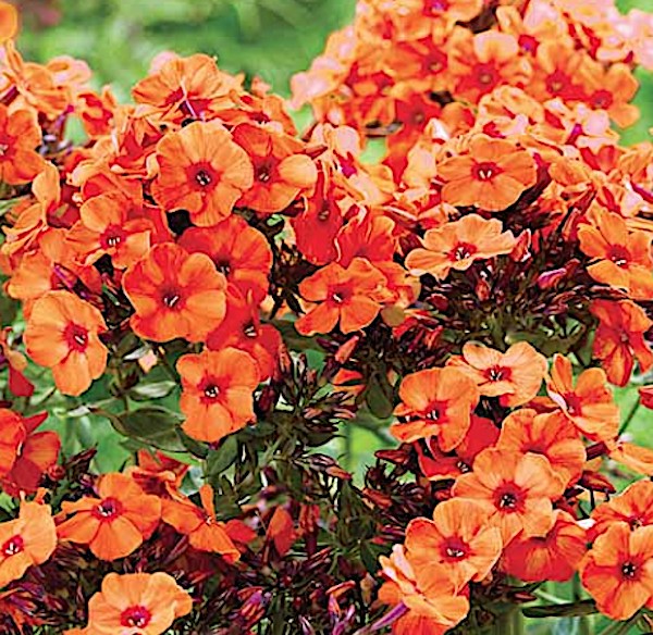 Phlox paniculata Orange vaso 9