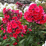 Phlox paniculata Starfire vaso 9