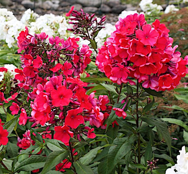 Phlox paniculata Starfire vaso 9