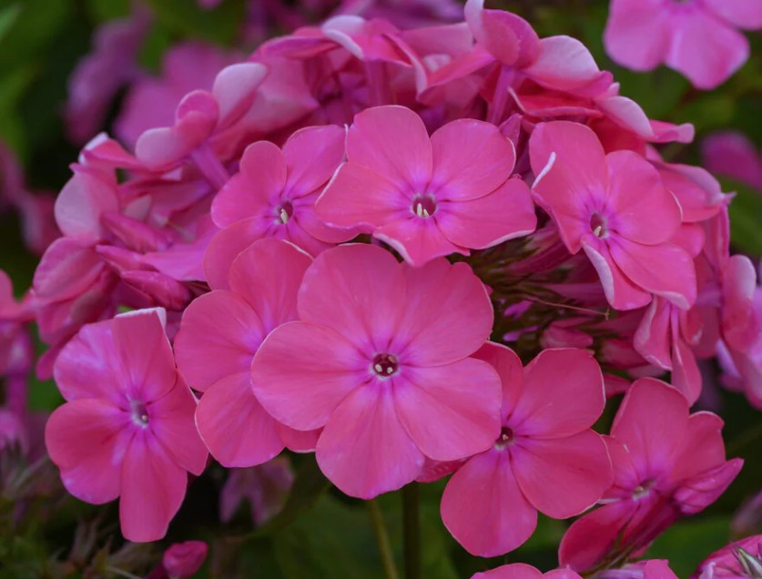 PHLOX paniculata 'Rijnstroom' vaso 9