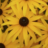 Rudbeckia fulgida deamii Susan dagli occhi nerivaso 8/9