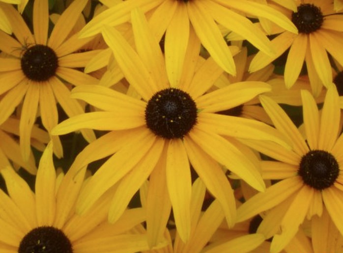 Rudbeckia fulgida deamii Susan dagli occhi nerivaso 8/9
