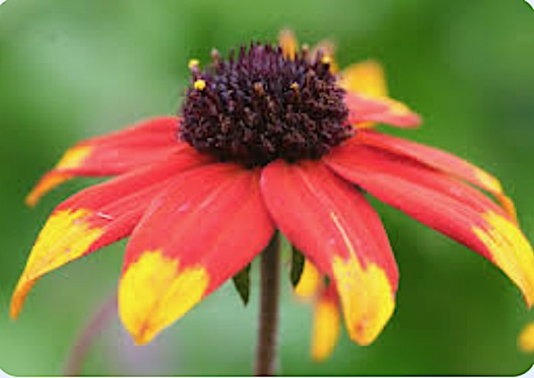 Rudbeckia triloba prairie glow v 9