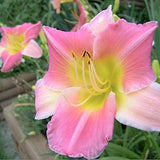Hemerocallis  'Final Touch v.9