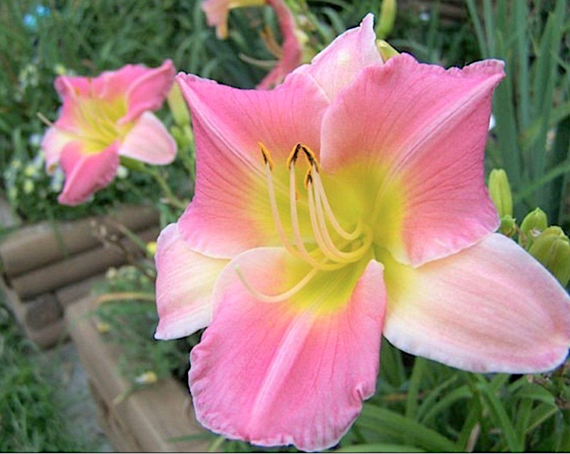 Hemerocallis  'Final Touch v.9