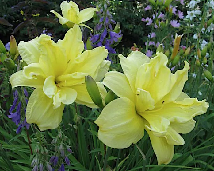 Hemerocallis 'Double River Wye' v.9
