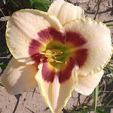 Hemerocallis 'Custard Candy' v.9