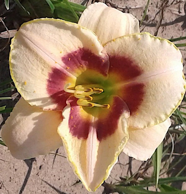 Hemerocallis 'Custard Candy' v.9