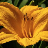 Hemerocallis 'Golden Prize' v.9