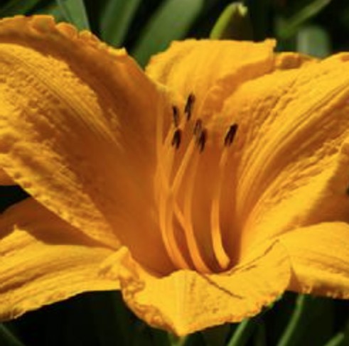 Hemerocallis 'Golden Prize' v.9