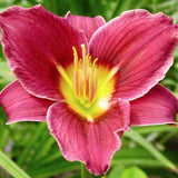 Hemerocallis 'Little Missy' v.9