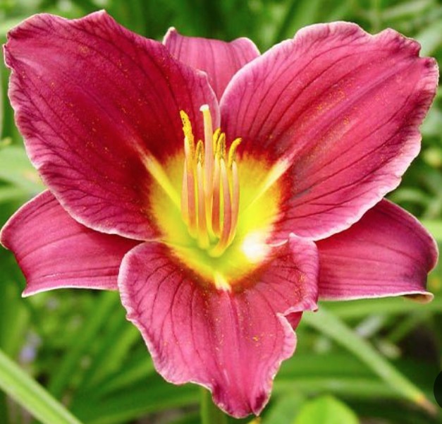 Hemerocallis 'Little Missy' v.9