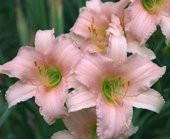 Hemerocallis 'Luxury Lace' v.9