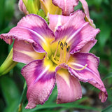 Hemerocallis 'Mildred Mitchell'  v.9