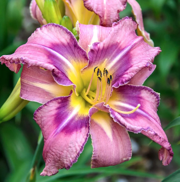 Hemerocallis 'Mildred Mitchell'  v.9