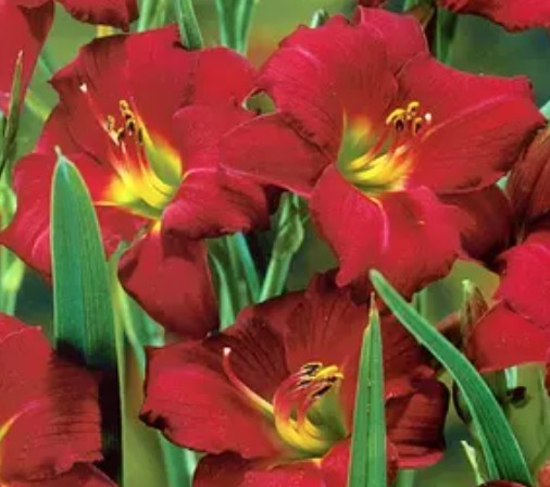 Hemerocallis 'Pardon Me' v.9