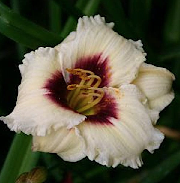 Hemerocallis 'Snowy Eyes' v.9