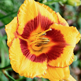 Hemerocallis 'Black Eyed Susan'  v.9
