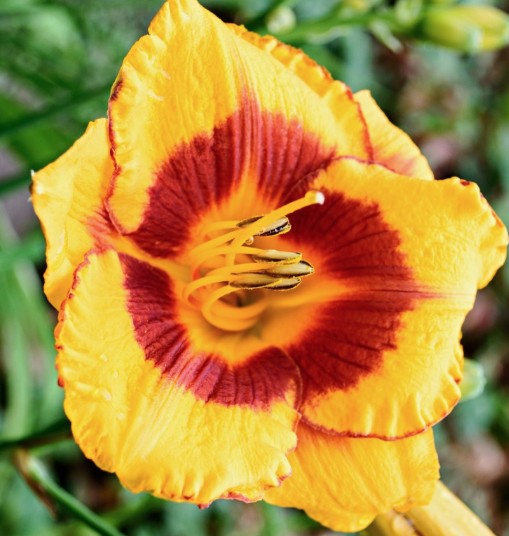 Hemerocallis 'Black Eyed Susan'  v.9