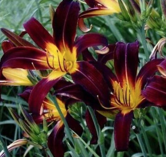 Hemerocallis 'Black Plush'  v.9