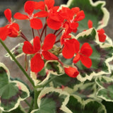Pelargonium Betwixt v.10 zonale variegato tricolor