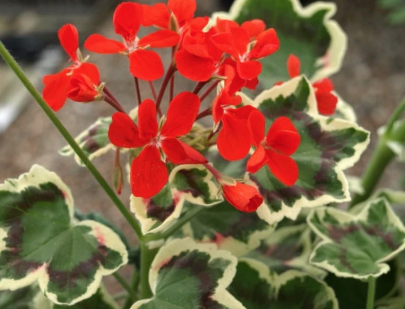 Pelargonium Betwixt v.10 zonale variegato tricolor