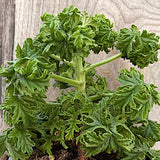 Pelargonium graveolens ’Bontrosai’ v. 10 odoroso